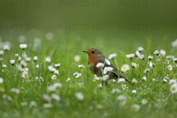 European robin (Erithacus rubecula) adult bird on a garden grass lawn with daisy flowers in the summer, England, United Kingdom, Europe