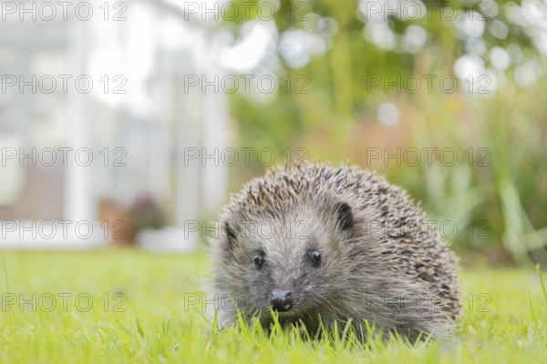 European hedgehog (Erinaceus europaeus) adult animal on a garden grass lawn, England, United Kingdom, Europe