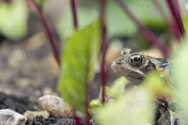Common frog (Rana temporaria) adult amphibian in a garden vegetable border of Beetroot in summer, England, United Kingdom, Europe