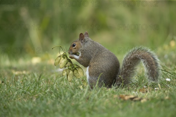 Grey squirrel (Sciurus carolinensis) adult animal feeding on seeds from a Sycamore tree on a garden grass lawn in the summer, England, United Kingdom, Europe