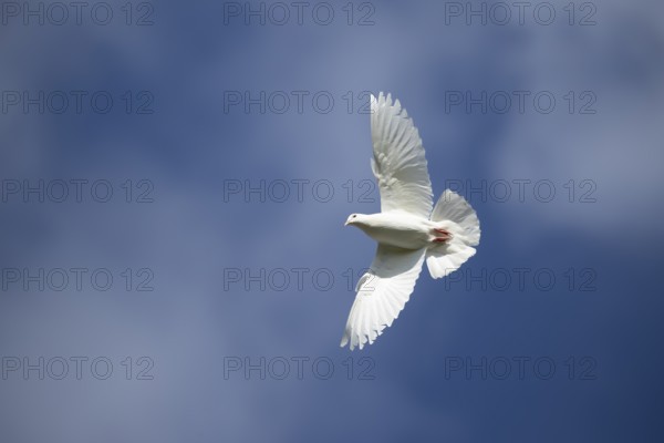 White or Release dove (Columba livia domestica) adult bird in flight, England, United Kingdom, Europe