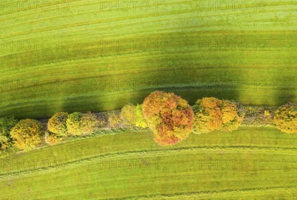Hedge structure as lines, vertical aerial view in autumn, Mildenau, Erzgebirge, Saxony, Germany, Europe