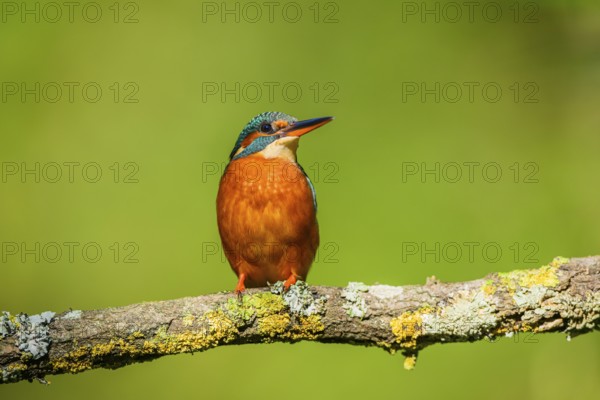 Common kingfisher (Alcedo atthis) sitting on a branch with autumncolours, wildife, Catalonia, Spain, Europe