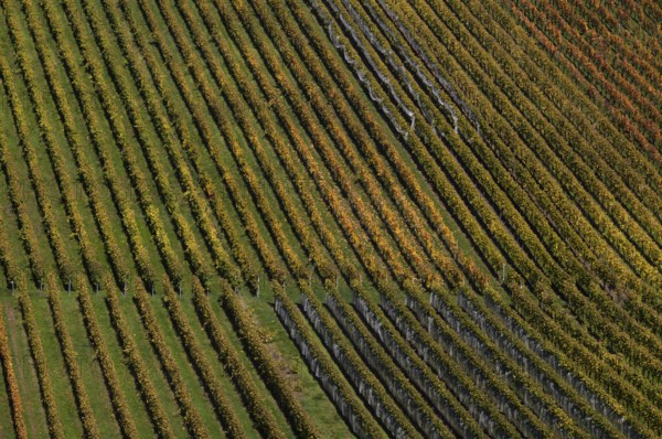 vineyard, vines, grapevines, winegrowing, autumn colouring, autumn, graphic, Strümpfelbach, Weinstadt, Baden-Württemberg, Germany, Europe