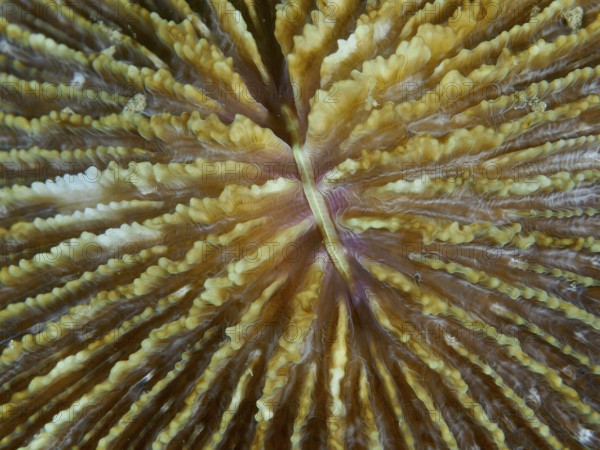 Close-up of a brownish coral, mushroom coral (Fungia fungites), showing fine details and textures, dive site Gondol Bay, Gondol, Bali, Indonesia, Asia