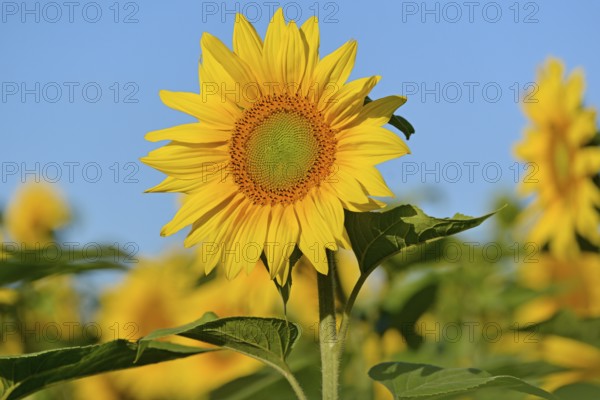 Sunflower (Helianthus annuus) in bloom, sunflower field, blue sky, North Rhine-Westphalia, Germany, Europe