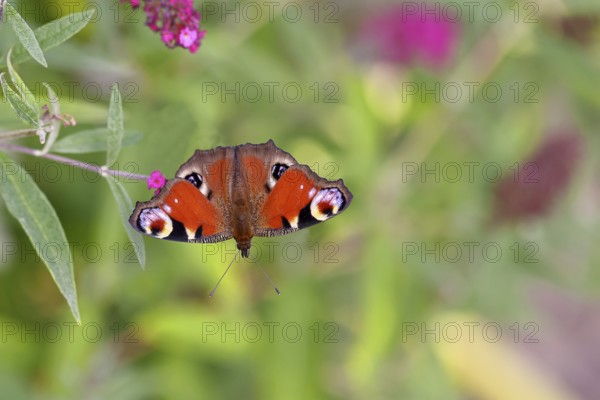 Peacock butterfly (Inachis io) sucking nectar on butterfly bush (Buddleja davidii), in a natural environment in the wild, close-up, wildlife, insects, butterflies, butterflies, Wilnsdorf, North Rhine-Westphalia, Germany, Europe
