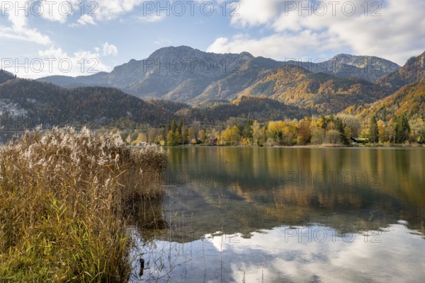 On the shore of Lake Lake Kochel with reflection, autumn landscape with mountain peaks Herzogstand and Heimgarten, Upper Bavaria, Bavaria, Germany, Europe