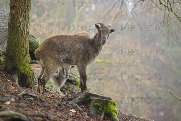 A female Himalayan Tahr (Hemitragus jemlahicus) stands in the forest on a foggy day