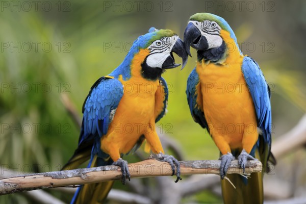 Yellow-breasted Macaw (Ara ararauna), adult, in perch, pair, social behaviour, South America