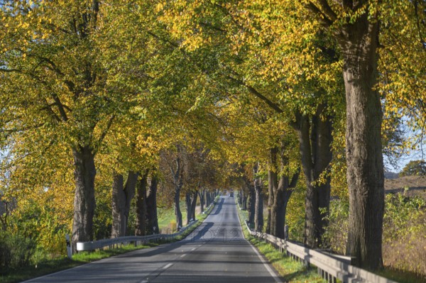 Autumnal lime tree avenue (Tilia) on a federal road B 104, Lübeck-Rehna, Mecklenburg-Vorpommern, Germany, Europe