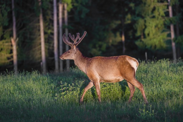An Altai maral stag, Altai wapiti or Altai elk (Cervus canadensis sibiricus) stands in a meadow in the first light of the day
