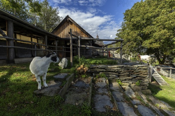 Goat (Capra) on a farm in the mountain village of Rasa, Centovalli, Canton Ticino, Switzerland, Europe