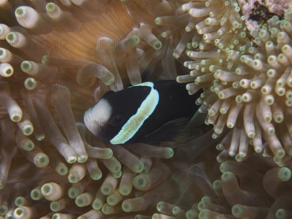 A black and white anemonefish, Clark's anemonefish (Amphiprion clarkii) melanistic, hiding in a sea anemone, dive site Toyapakeh, Nusa Ceningan, Nusa Penida, Bali, Indonesia, Asia