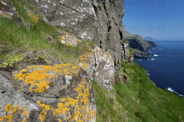Yellow lichen, rocky coast of Mykines, behind Vágar Island, Mykines, Útoyggjar, Faroe Islands, Denmark, Europe