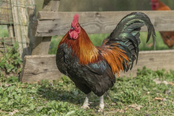 Cock in a farm in the countryside. Lower Rhine, Alsace, France, Europe