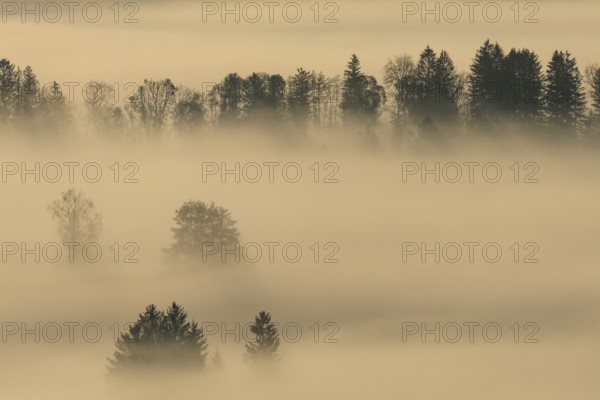 Foggy mood, fog, morning light, backlight, autumn, Loisach-Lake Kochel-Moor, foothills of the Alps, Bavaria, Germany, Europe