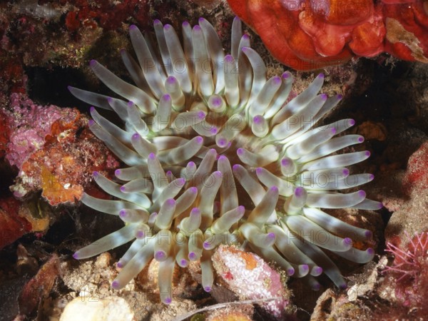 Sea anemone with purple tips and green tentacles, rock rose (Cribrinopsis crassa), in an underwater scenery in the Mediterranean Sea near Hyères. Dive site L'anse aux blés, Giens peninsula, Provence Alpes Côte d'Azur, France, Europe