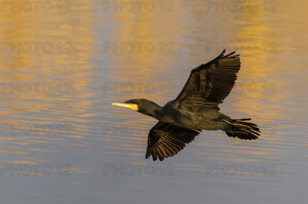 A cormorant flies gracefully over the water, which glows in warm orange tones, Cormorant, (Phalacrocorax carbo), wildlife, Germany, Europe