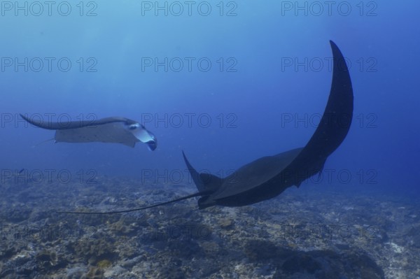Two reef manta rays (Mobula alfredi), one of them completely in black, float gracefully through deep blue water, dive site Manta Point, Nusa Ceningan, Nusa Penida, Bali, Indonesia, Asia