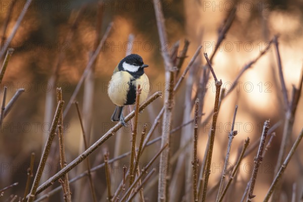 A great tit (Parus major) sits between branches in a wintry atmosphere at sunset