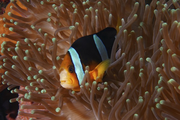A clownfish with vivid colours, Clark's anemonefish (Amphiprion clarkii), hiding in a sea anemone under water, dive site Toyapakeh, Nusa Ceningan, Nusa Penida, Bali, Indonesia, Asia