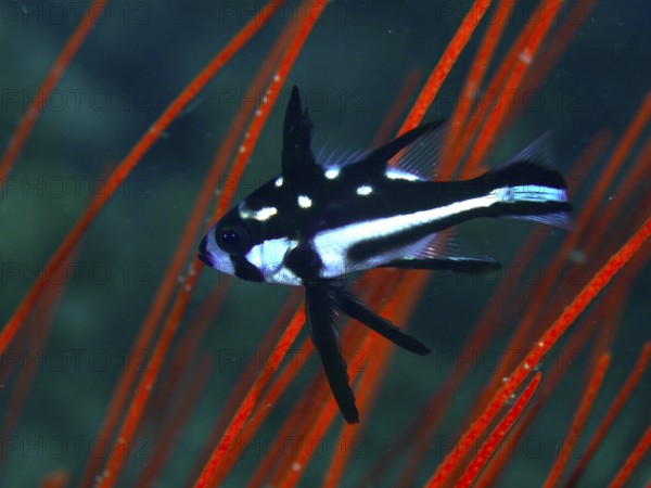 A black and white fish with spots, juvenile yellow-eyed snapper (Macolor macularis), swimming in front of red corals, dive site Prapat, Penyapangan, Bali, Indonesia, Asia