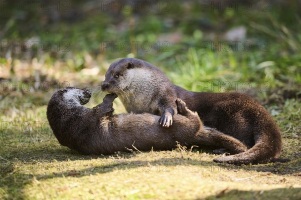 Eurasian otters (Lutra lutra) playing on a meadow in the bavarian forest, Bavaria, Germany, Europe