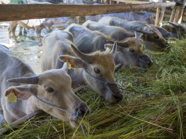 Young water buffalo (Bubalus arnee) market, Rantepao, Tana Toraja, Sulawesi, Indonesia, Asia