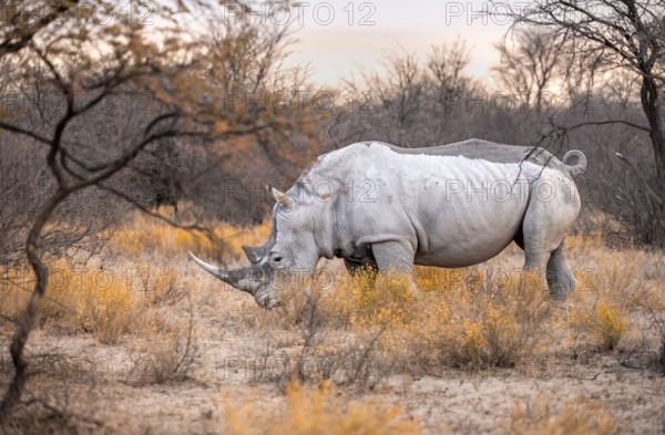 Southern white rhinoceros (Ceratotherium simum simum), rhino among flowers in the evening light, Khama Rhino Sanctuary, Serowe, Botswana, Africa