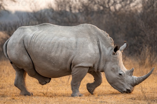 Southern white rhinoceros (Ceratotherium simum simum), rhino in the evening light, Khama Rhino Sanctuary, Serowe, Botswana, Africa