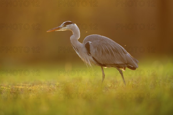 Grey heron (Ardea cinerea), animal portrait, evening light, Rosensteinpark, Stuttgart, Baden-Württemberg, Germany, Europe