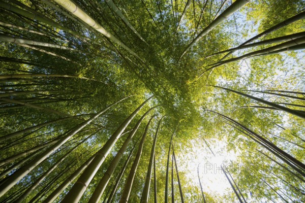 Bamboo, Botanical garden, Spring, Villa Carlotta, Tremezzo, Province of Como, Lake Como, Lago di Como, Lombardy, Italy, Europe