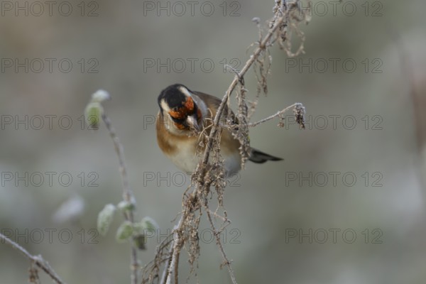 European goldfinch (Carduelis carduelis) adult bird feeding on Nettle seeds in the winter, England, United Kingdom, Europe
