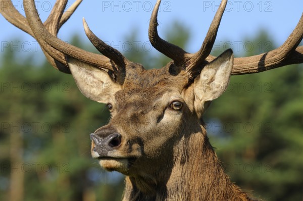 A powerful stag with large antlers against a wooded background, red deer (Cervus elaphus), Bavaria