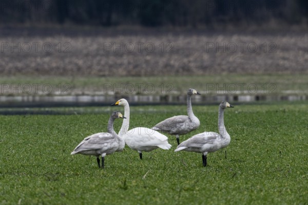 Whooper swans (Cygnus cygnus), Emsland, Lower Saxony, Germany, Europe