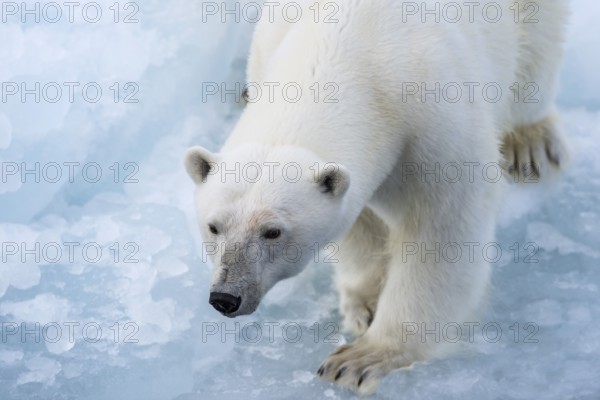 Polar bear (Ursus maritimus) on the pack ice at 82 degrees north, Spitsbergen Island, Svalbard and Jan Mayen archipelago, Norway, Europe