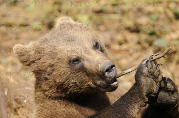 A bear cub gnawing on a small twig, Eurasian brown bear (Ursus arctos arctos), Bavarian Forest National Park