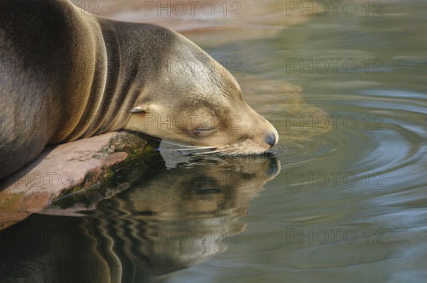 A sea lion lies on a rock and touches the water with its snout. The calm image conveys relaxation and serenity, California sea lion (Zalophus californianus), captive