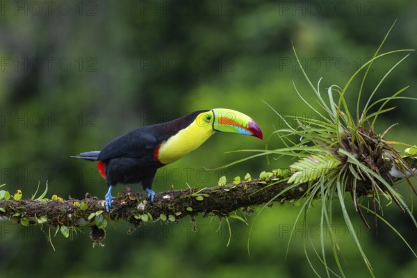 Fishing Toucan (Ramphastos sulfurantus), Toucans (Ramphastidae), Laguna del Lagarto Lodge, Alajuela, Costa Rica, Central America