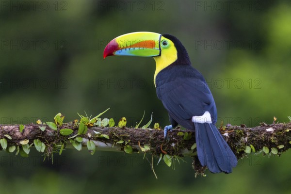 Fishing Toucan (Ramphastos sulfurantus), Toucans (Ramphastidae), Laguna del Lagarto Lodge, Alajuela, Costa Rica, Central America