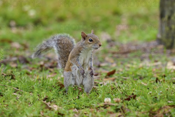 Grey Squirrel (Sciurus carolinensis), on meadow, springtime, Florida, USA, North America