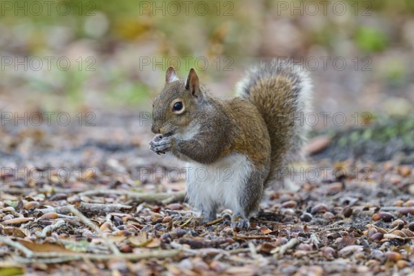 American grey squirrel (Sciurus carolinensis), sitting on the ground in the forest, Pembroke Pines, Florida, USA, North America
