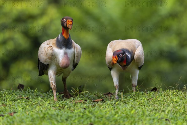 King vulture (Sarcoramphus papa), cock, vulture birds (Aegypiinae), Laguna del Lagarto Lodge, Alajuela, Costa Rica, Central America