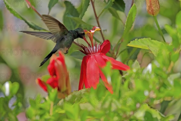 Broad-billed hummingbird (Cynanthus latirostris), adult, male, flying, on flower, foraging, Sonoran Desert, Arizona, North America, USA, North America
