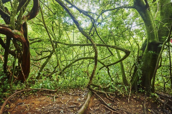 Landscape of Rainforest at the Lulumahu trail to the Lulumahu falls, Honolulu Watershed Forest Reserve, Hawaiian Island Oahu, O?ahu, Hawaii, Aloha State, United States, North America