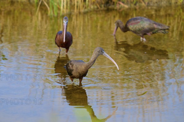 Three Glossy ibis (Plegadis falcinellus), walking around in the swamp, Black Point Wildlife Drive, Titusville, Florida, USA, North America