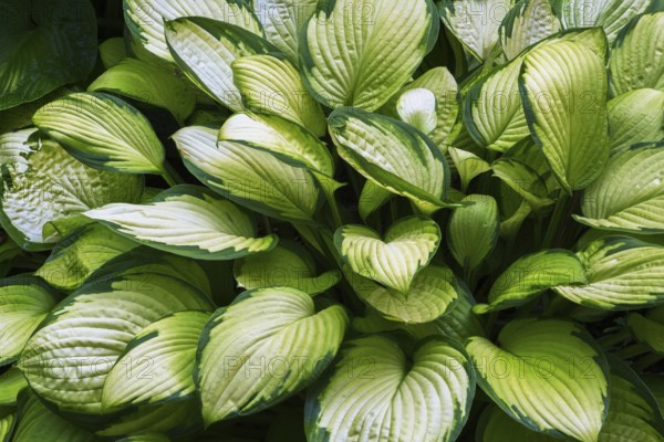 Close-up of Hosta plant with ovate shaped and variegated narrow margined leaves in summer, Quebec, Canada, North America