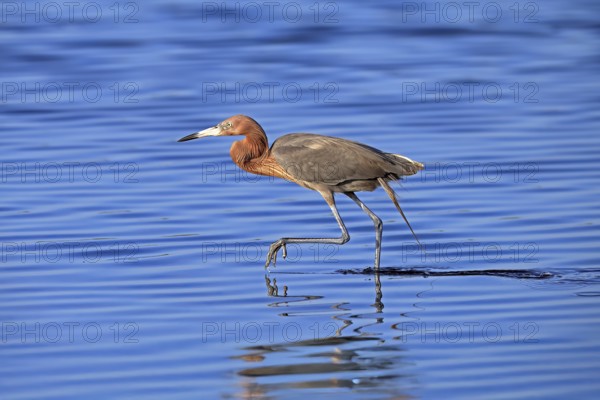 Reddish Egret (Egretta rufescens), adult, in water, foraging, hunting, alert, Merritt Island, Black Point Wildlife Drive, Florida, USA, North America