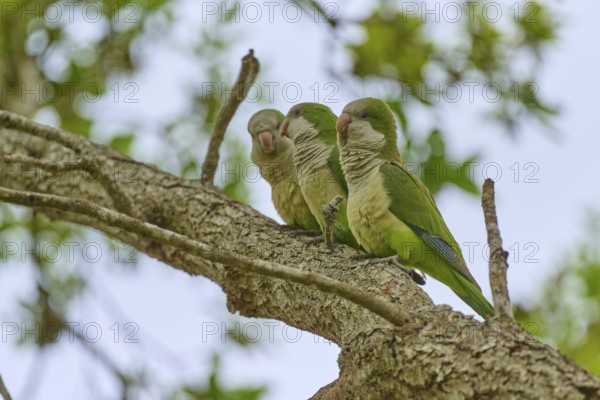 Monk parakeet (Myiopsitta monachus), three parrots sitting on a branch in a natural environment full of leaves, Pembroke Pines, Florida, USA, North America